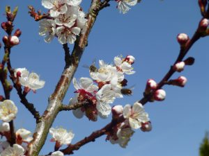 Aprikosenblüte